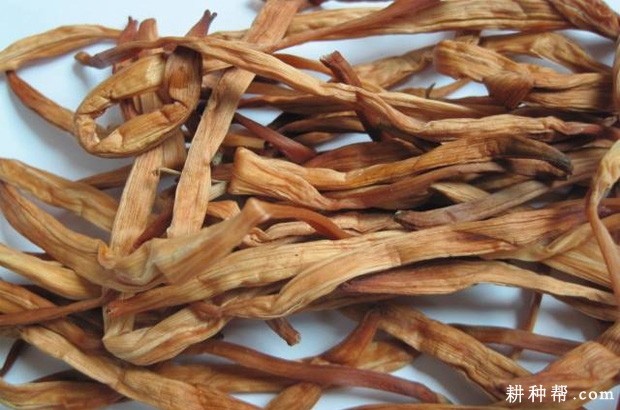 黄花菜有哪些药用价值？