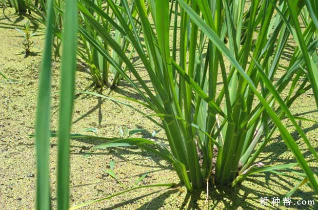 怎么样的环境适宜种植茭白？