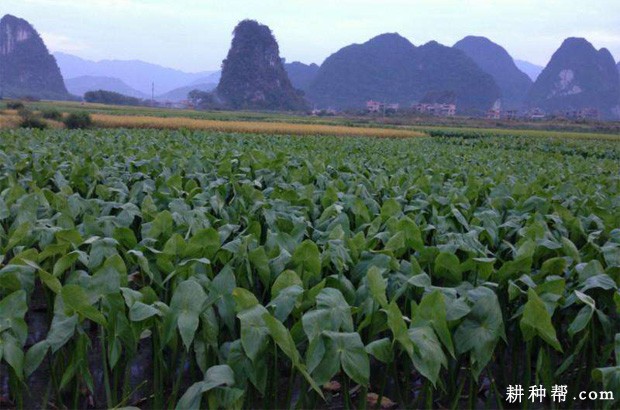 种植慈姑如何追肥？