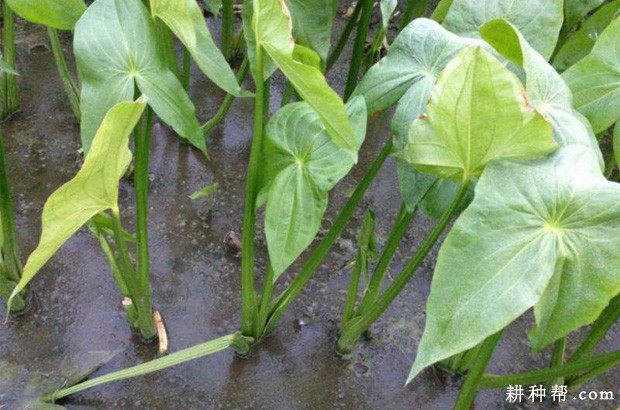 种植慈姑如何追肥？