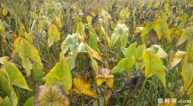 慈姑生长发育过程是怎么样？