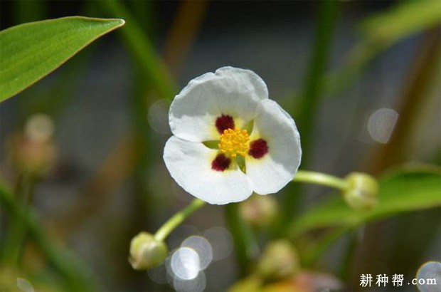慈姑生长发育过程是怎么样？