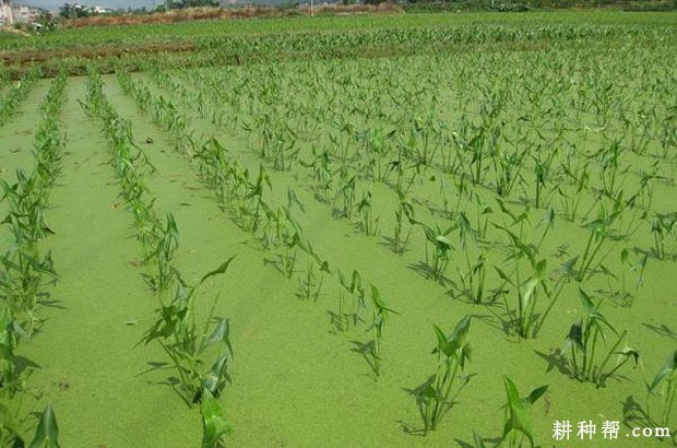 慈姑生长发育过程是怎么样？