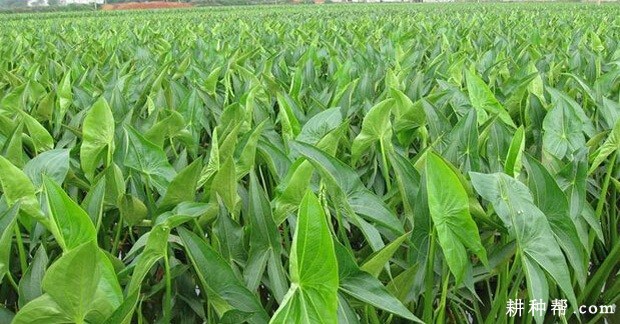 慈姑生长发育过程是怎么样？