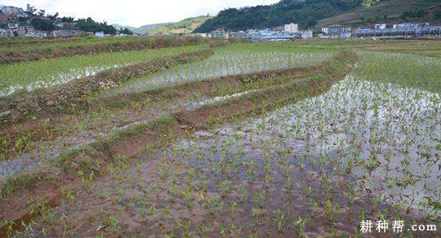 慈姑生长发育过程是怎么样？