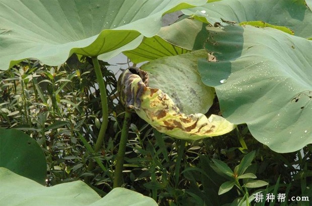 莲藕病毒病如何防治？