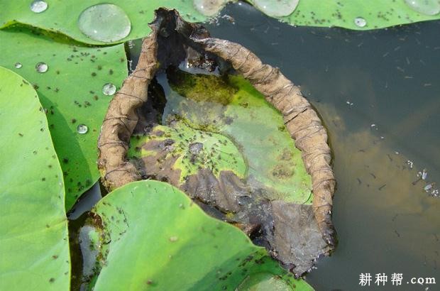 莲藕病毒病如何防治？