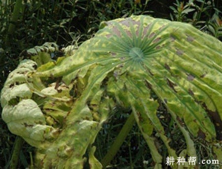 莲藕病毒病如何防治？