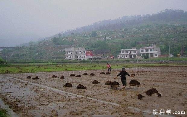 如何种植慈姑？