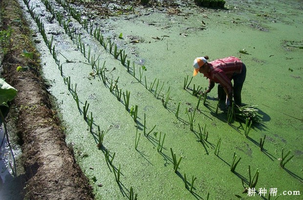 如何种植慈姑？