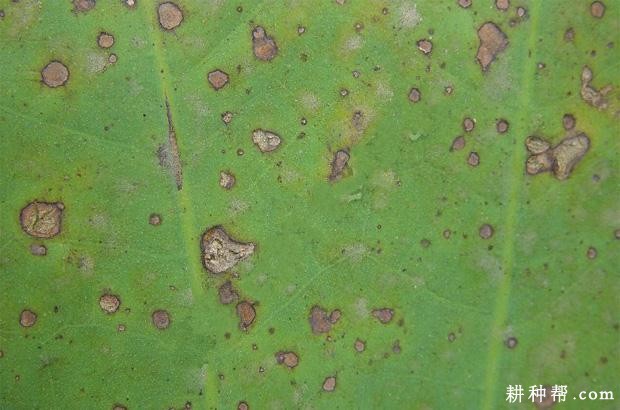 莲藕褐纹病如何防治？