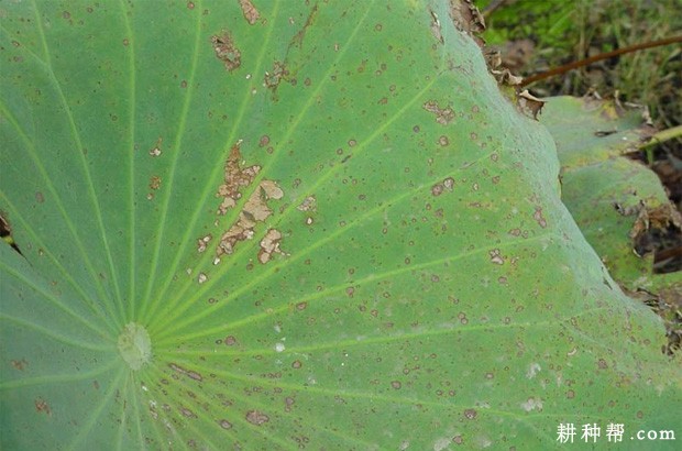 莲藕褐纹病如何防治？