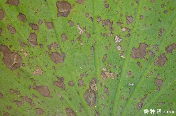 莲藕褐纹病如何防治？