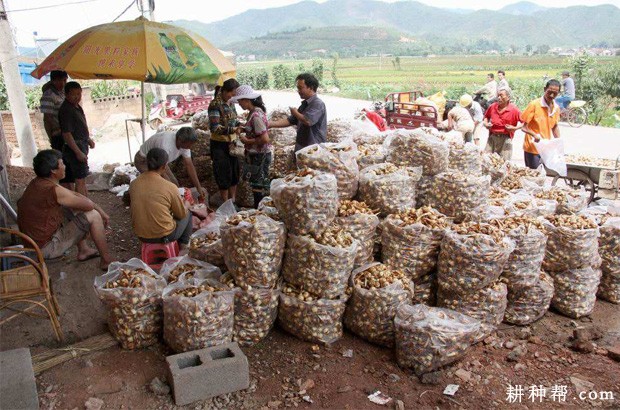 慈姑如何贮藏？