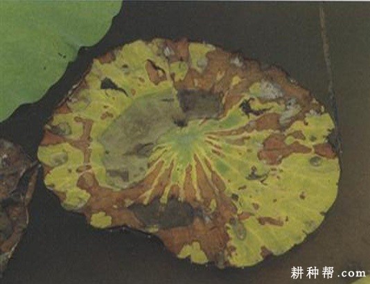 莲藕褐纹病如何防治？