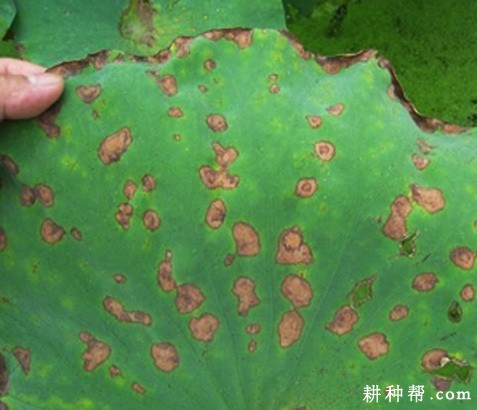 莲藕假尾孢褐斑病如何防治？