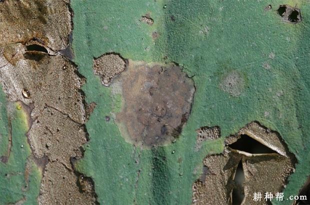 莲藕假尾孢褐斑病如何防治？