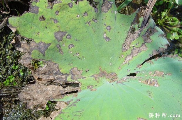 莲藕假尾孢褐斑病如何防治？