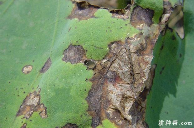 莲藕假尾孢褐斑病如何防治？