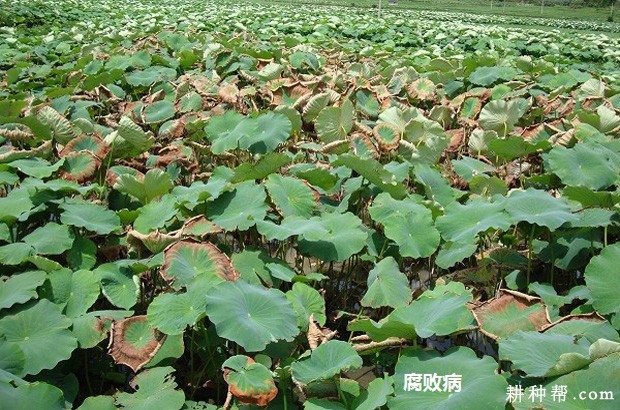 莲藕F·B病如何防治？