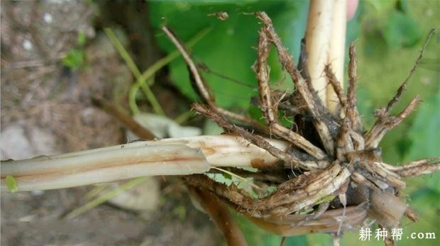 莲藕F·B病如何防治？