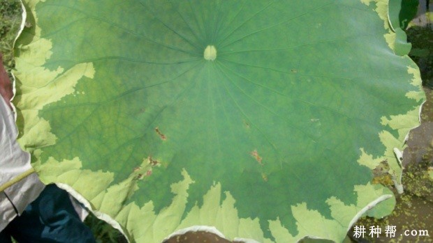 莲藕F·B病如何防治？