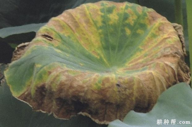 莲藕F·B病如何防治？