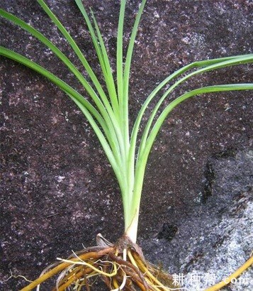 黄花菜的茎叶有什么特点？