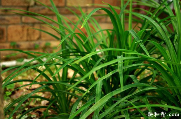 黄花菜的茎叶有什么特点？