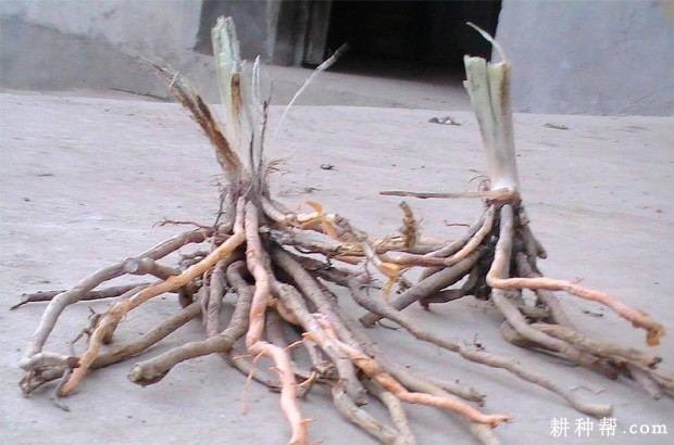 黄花菜根系有什么特点？