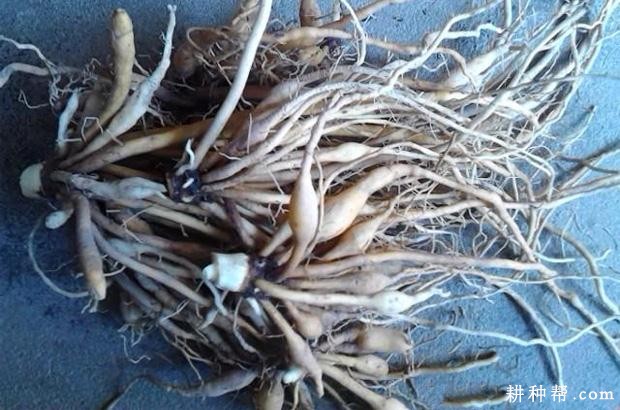 黄花菜根系有什么特点？