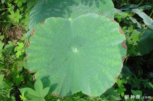 莲藕棒孢褐斑病如何防治? 莲藕棒孢褐斑病如何防治?