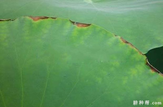莲藕棒孢褐斑病如何防治? 莲藕棒孢褐斑病如何防治?