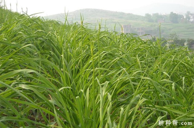 种植黄花菜需要什么样的条件？