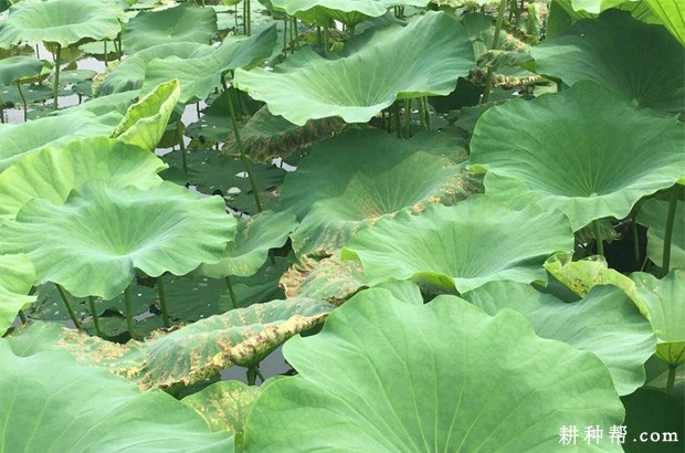 莲藕叶疫病如何防治？