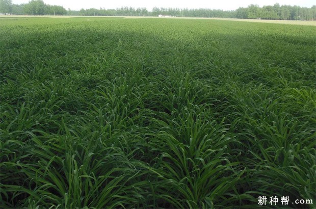 种植黄花菜需要什么样的条件？