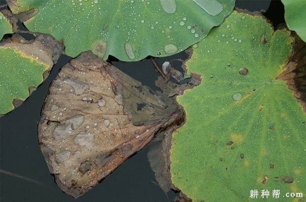 莲藕小菌核叶腐病如何防治？