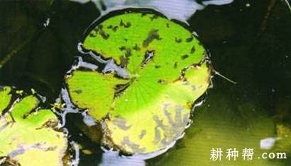 莲藕小菌核叶腐病如何防治？