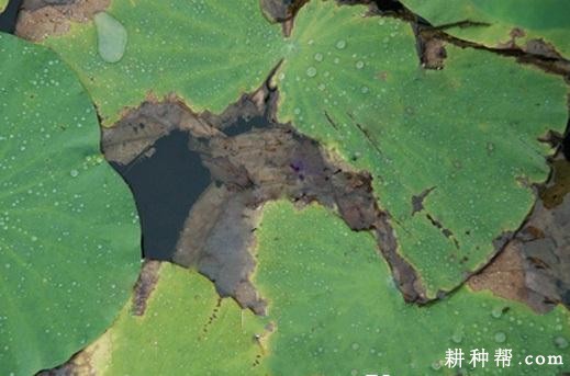 莲藕小菌核叶腐病如何防治？