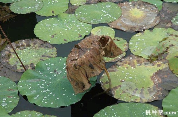 莲藕小菌核叶腐病如何防治？