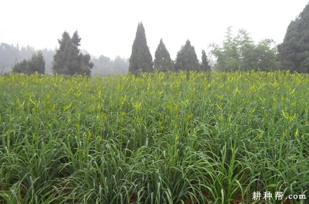 **的黄花菜产地是哪里？