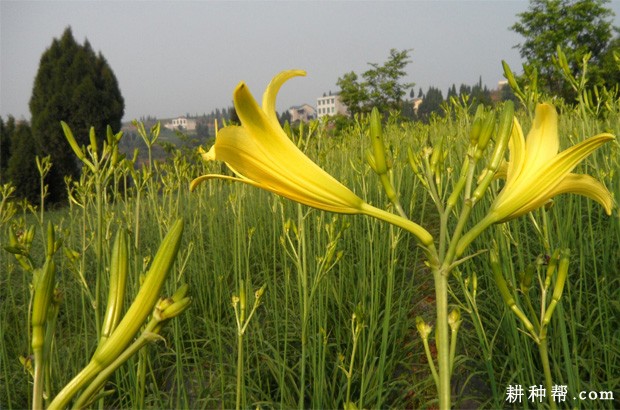 **的黄花菜产地是哪里？