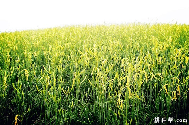 **的黄花菜产地是哪里？