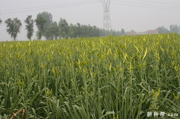 **的黄花菜产地是哪里？