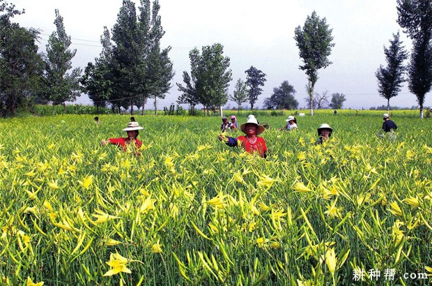 **的黄花菜产地是哪里？