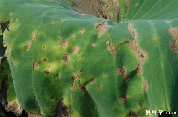 莲藕紫褐斑病如何防治？