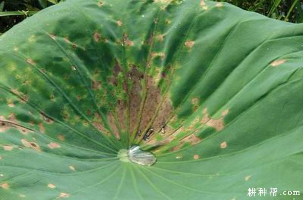 莲藕紫褐斑病如何防治？