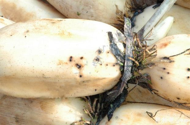 莲藕紫褐斑病如何防治？