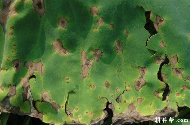 莲藕紫褐斑病如何防治？