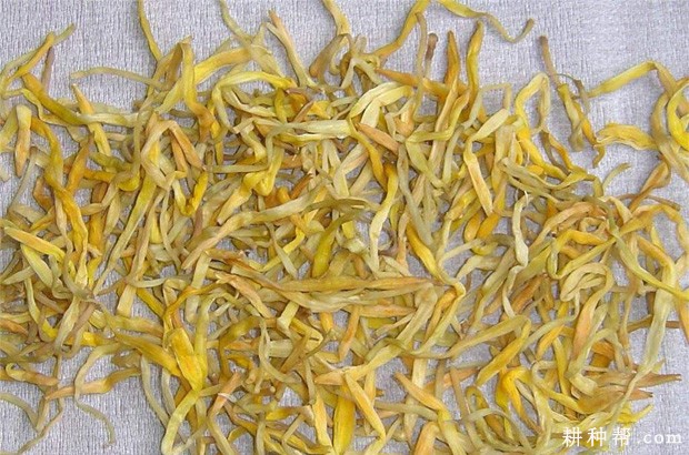 黄花菜有哪些功效与作用? 黄花菜有哪些功效与作用?